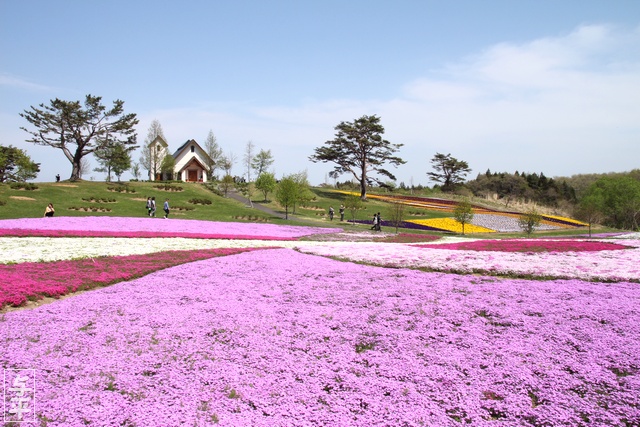 やくらいガーデン・シバザクラ・ビオラ・チューリップ・むすび丸花壇・宮城県・加美町・画像・仙台人が仙台観光をしてるブログ・与平