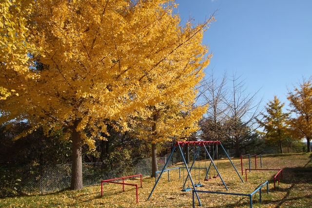 千賀の台1号公園のイチョウの紅葉・宮城県塩竈市千賀の台1丁目・画像