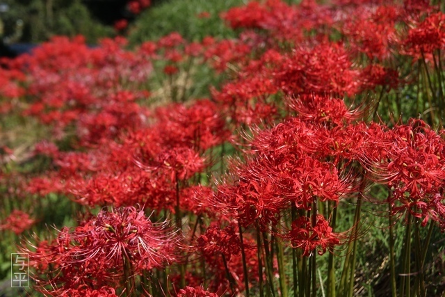 01 96 吉岡八幡神社、ヒガンバナ(ヒガンバナ・曼殊沙華)、宮城県大和町、画像.jpg