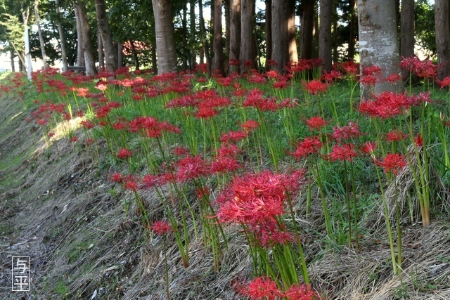 01 96 ヒガンバナ、天王寺、宮城県大和町.jpg