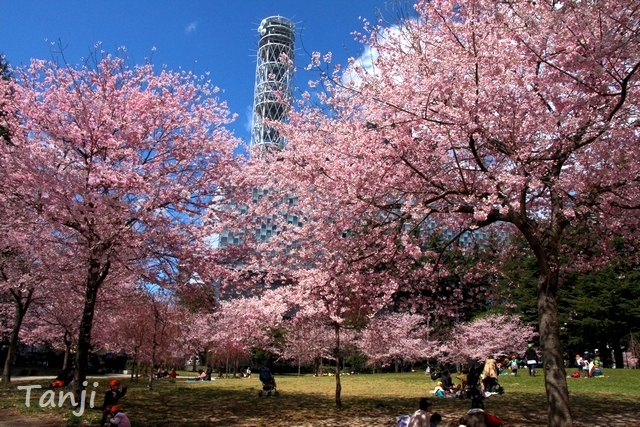 01 98 桜、錦町公園、宮城県仙台市、画像、Tanjk、sakura、sendai.jpg