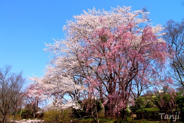 01 98 桜、鶴ヶ谷中央公園ひょうたん沼、宮城県仙台市、画像、Tanji.jpg