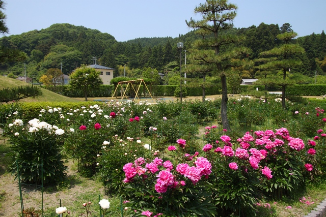 亘理公園シャクヤク・宮城県亘理郡亘理町・画像