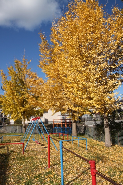 千賀の台1号公園のイチョウの紅葉・宮城県塩竈市千賀の台1丁目・画像