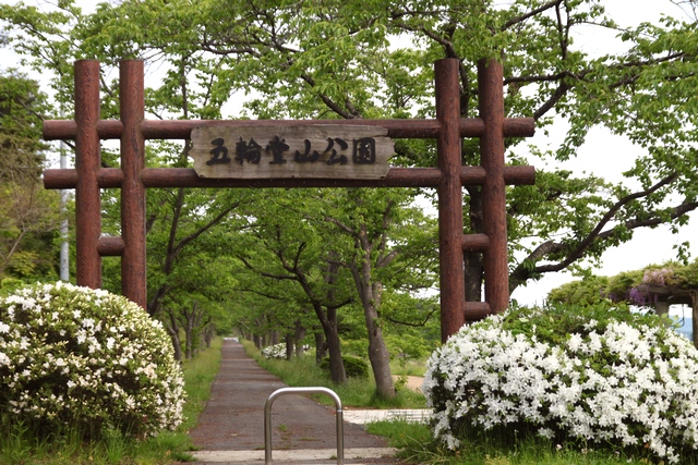 藤の花・瀬峰五輪堂公園・ 宮城県栗原市瀬峰八幡前・画像