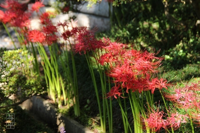 02 96 大衡八幡神社・ヒガンバナ(ヒガンバナ・曼殊沙華)、宮城県大衡村、画像.jpg