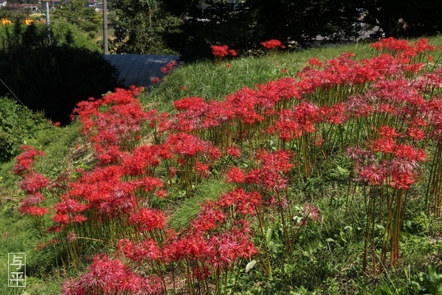 02 96 吉岡八幡神社、ヒガンバナ(ヒガンバナ・曼殊沙華)、宮城県大和町、画像.jpg