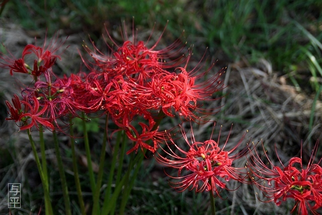 02 96 ヒガンバナ、天王寺、宮城県大和町.jpg