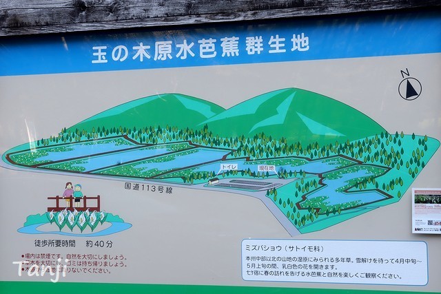 03 90 ミズバショウ、球の木原水芭蕉群生地、宮城県七ヶ宿町玉の木原湿原、画像.jpg