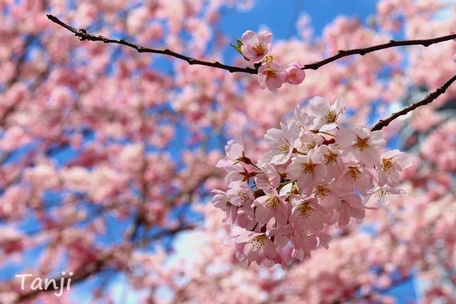 03 98 桜、錦町公園、宮城県仙台市、画像、Tanjk、sakura、sendai.jpg