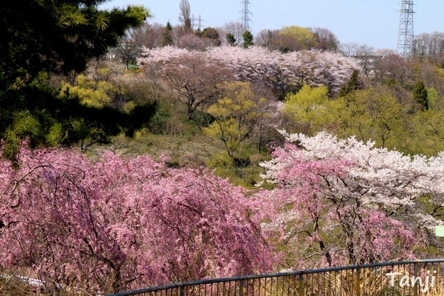 03 98 桜、鶴ヶ谷中央公園ひょうたん沼、宮城県仙台市、画像、Tanji.jpg