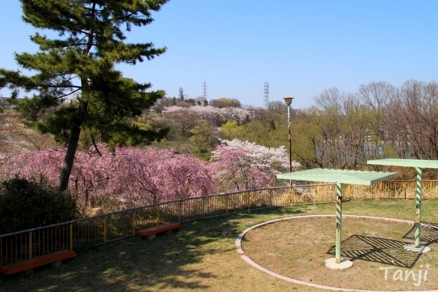 04 98 桜、鶴ヶ谷中央公園ひょうたん沼、宮城県仙台市、画像、Tanji.jpg