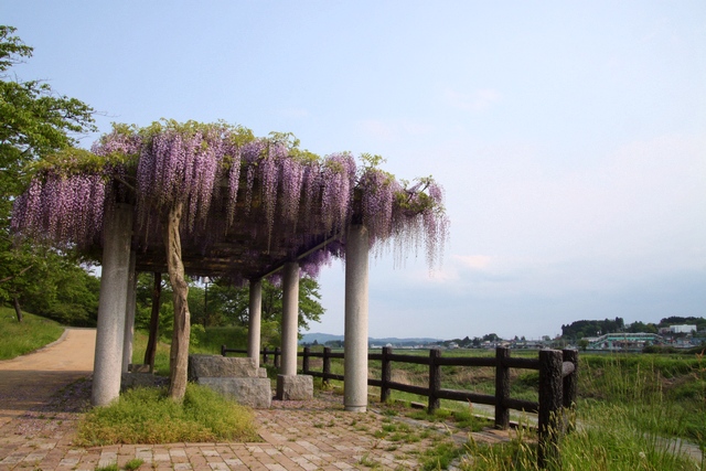 藤の花・瀬峰五輪堂公園・ 宮城県栗原市瀬峰八幡前・画像
