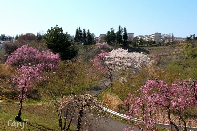 05 98 桜、鶴ヶ谷中央公園ひょうたん沼、宮城県仙台市、画像、Tanji.jpg