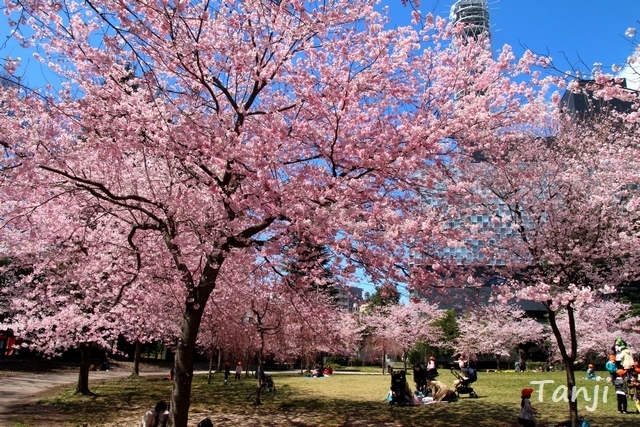 06 98 桜、錦町公園、宮城県仙台市、画像、Tanjk、sakura、sendai.jpg