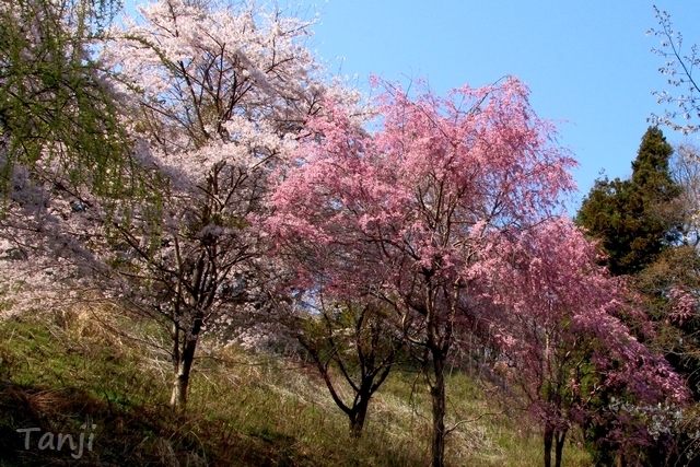 07 98 桜、鶴ヶ谷中央公園ひょうたん沼、宮城県仙台市、画像、Tanji.jpg