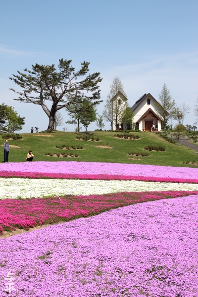 やくらいガーデン・シバザクラ・ビオラ・チューリップ・むすび丸花壇・宮城県・加美町・画像・仙台人が仙台観光をしてるブログ・与平