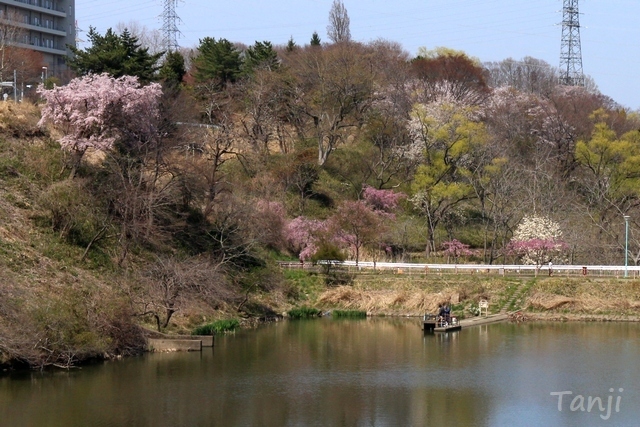 08 98 桜、鶴ヶ谷中央公園ひょうたん沼、宮城県仙台市、画像、Tanji.jpg