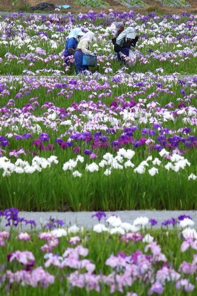 多賀城あやめ園・2010・アヤメの画像