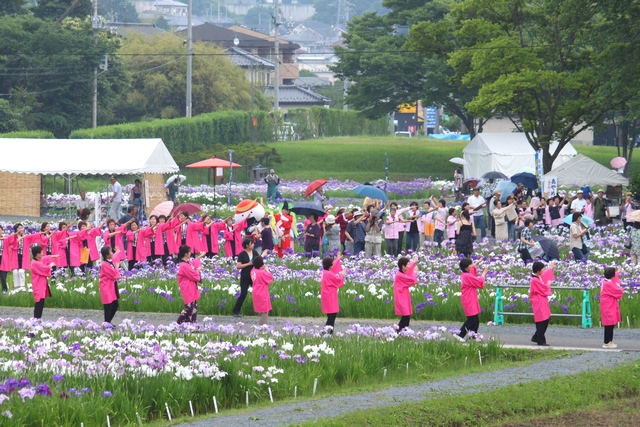 多賀城あやめ園・2010・アヤメの画像
