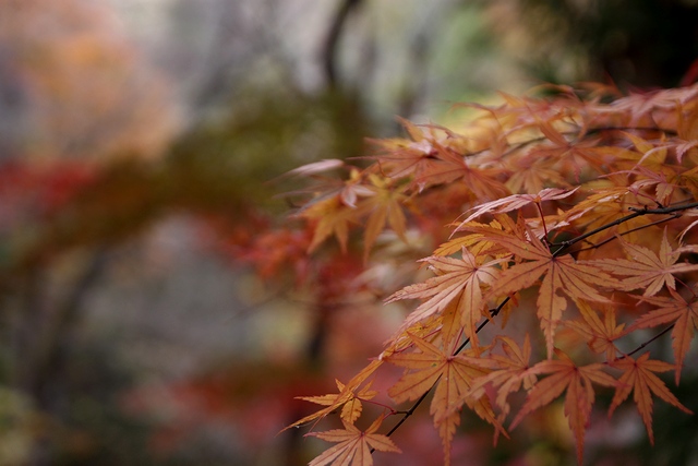 伊保石公園市民の森・宮城県塩竈市伊保石・画像