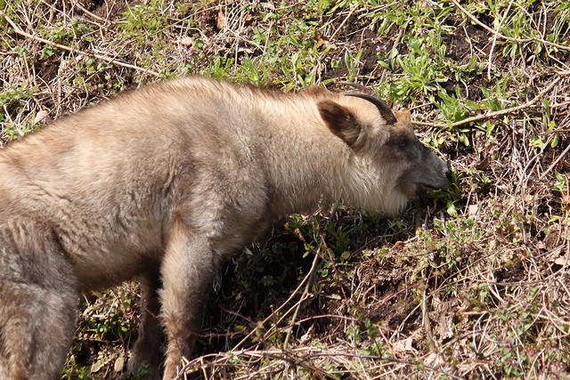 釜房ダムの鯉のぼりと野生の鹿・宮城県柴田郡川崎町・画像