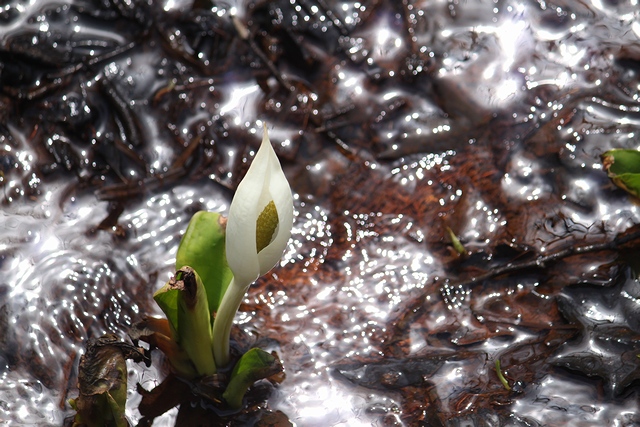 水芭蕉の森・宮城県白石市・画像01ミズバショウトと光