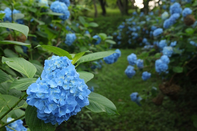 臥牛館公園のアジサイ・宮城県栗原市金成沢辺・画像・与平仙台人が仙台観光してるブログ