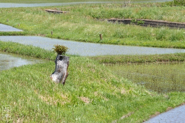 切り株の風景、宮城県白石市、画像、仙台人が仙台観光をしてるブログ、与平
