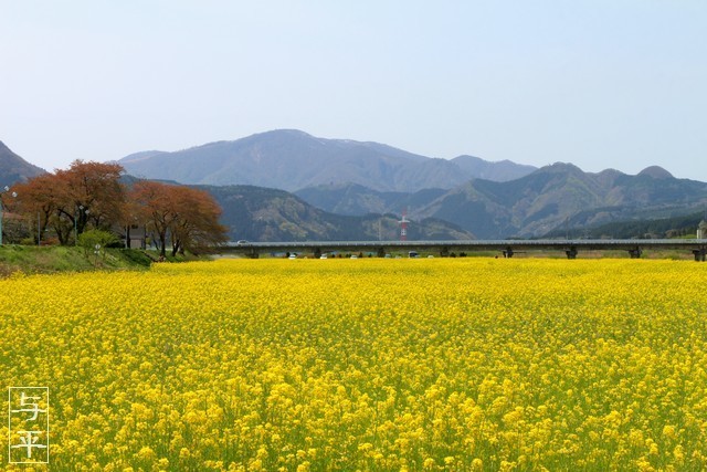 川渡温泉・河川敷公園・菜の花畑・ナノハナ・宮城県大崎市鳴子温泉・画像・仙台人が仙台観光をしてるブログ・与平