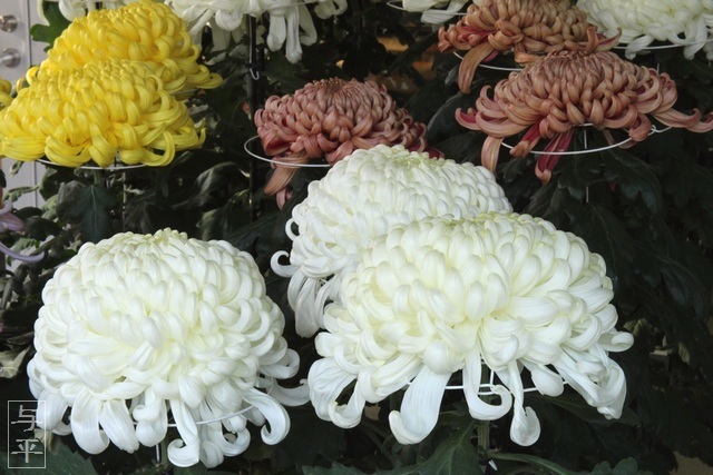 白石城菊花展示、宮城県白石市、画像、仙台人が仙台観光をしてるブログ、与平
