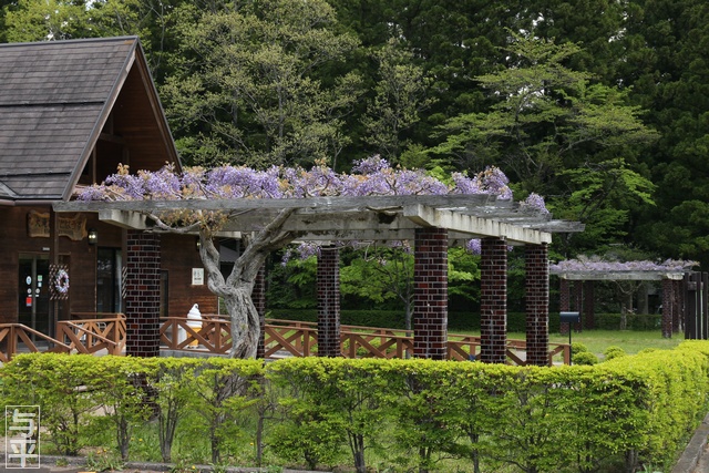 藤棚・秋保大滝不動尊前・滝原児童遊園・宮城県仙台市太白区・秋保町・画像・仙台人が仙台観光をしてるブログ
