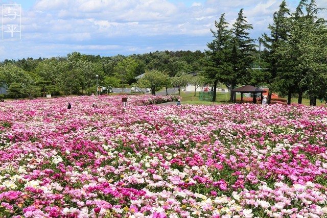 色麻町愛宕山のシャクヤク園・芍薬の花・宮城県・色麻町・画像・仙台人が仙台観光をしてるブログ・与平・jpg