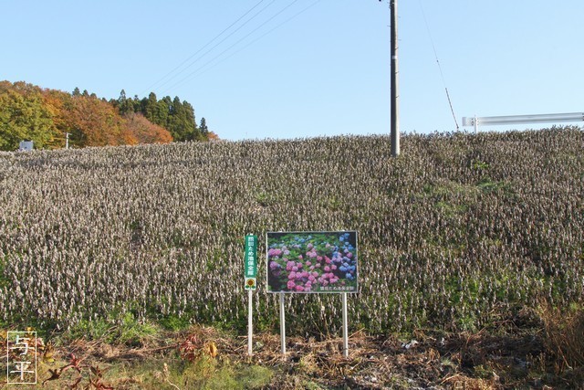 宮城県角田市平貫猿田・猿田溜池・堤防斜面・あじさい猿田保存会の看板・画像・仙台人が仙台観光をしてるブログ・与平