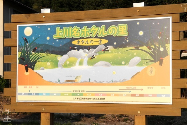上川名ホタル観賞会、宮城県・柴田町、ゲンジボタル、画像、仙台人が仙台観光をしてるブログ、与平