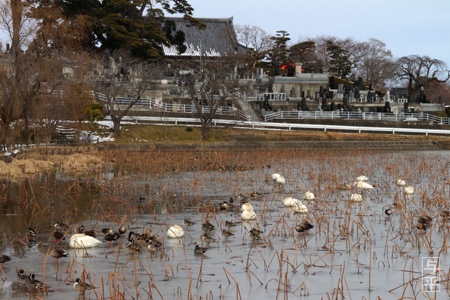 称名寺、池、ハクチョウ、亘理町、宮城県、画像、仙台人が仙台観光をしてるブログ、与平