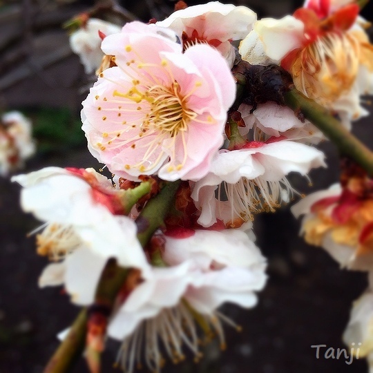 01 96 せんだい農業園芸センター、梅園、ウメの花、宮城県仙台市.jpg