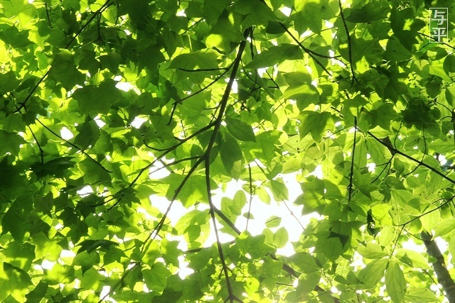 01 96 台原森林公園、宮城県仙台市.jpg