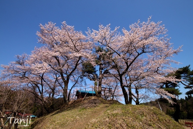 01 96 画像、桜、山津見神社、宮城県丸森町、sakura、Tanji.jpg