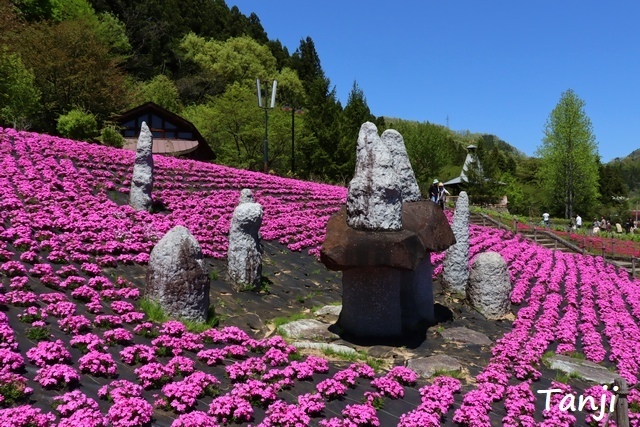 01 96 芝桜(シバザクラ)、スパッシュランドパーク、宮城県白石市、画像.jpg