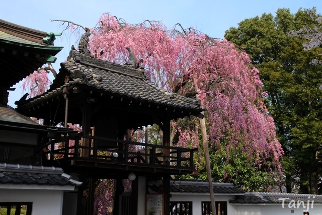 01 98 桜、松音寺、宮城県仙台市若林区新寺、画像、Tanji.jpg