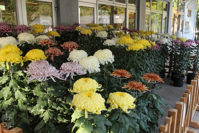 白石城菊花展示、宮城県白石市、画像、仙台人が仙台観光をしてるブログ、与平