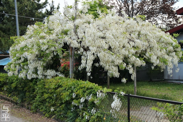 藤棚・秋保大滝不動尊前・滝原児童遊園・宮城県仙台市太白区・秋保町・画像・仙台人が仙台観光をしてるブログ