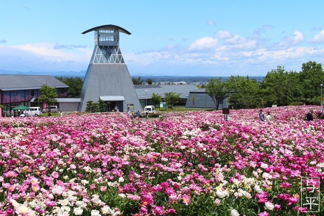 色麻町愛宕山のシャクヤク園・芍薬の花・宮城県・色麻町・画像・仙台人が仙台観光をしてるブログ・与平・jpg