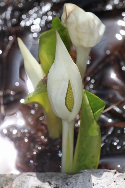 水芭蕉の森・宮城県白石市・画像02すくすくミズバショウ