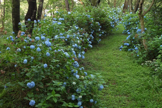臥牛館公園のアジサイ・宮城県栗原市金成沢辺・画像・与平仙台人が仙台観光してるブログ