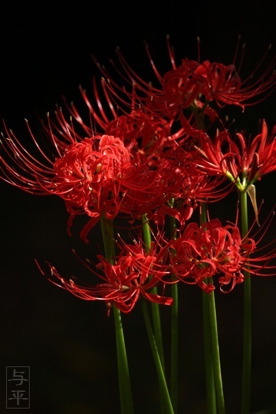 鹽竈神社・裏坂・ヒガンバナ(彼岸花・曼珠沙華)・塩竈市・宮城県・画像・仙台人が仙台観光をしてるブログ・与平・jpg