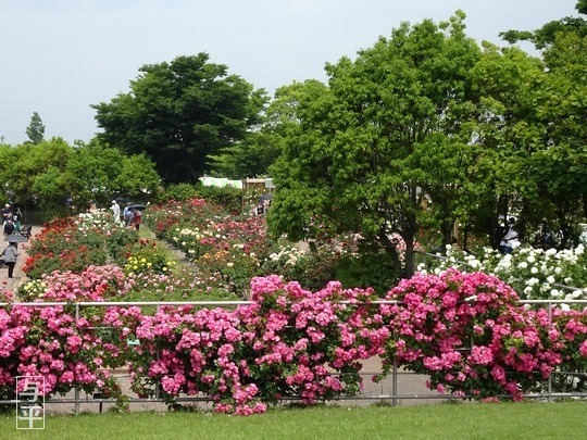 02 94 バラ・せんだい農業園芸センター(仙台市)、画像.jpg