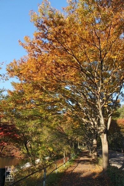 02 96 旗立溜池、宮城県仙台市太白区自由が丘、太白山、紅葉、画像.jpg