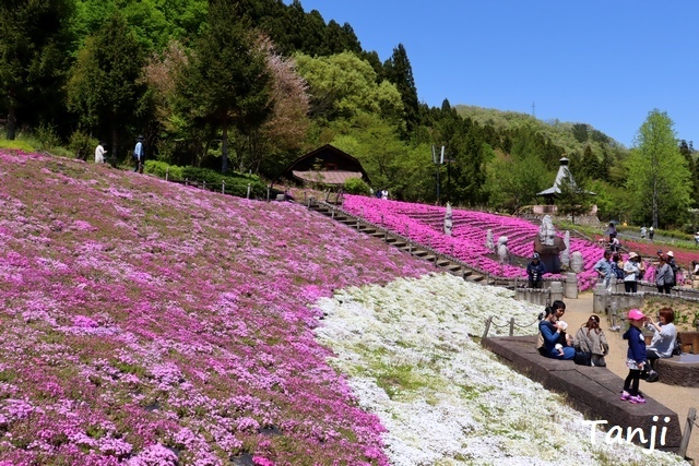 02 96 芝桜(シバザクラ)、スパッシュランドパーク、宮城県白石市、画像.jpg